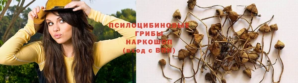 прущие грибы Верхний Тагил